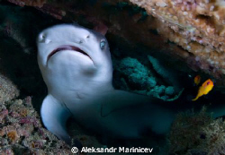 White Tip Shark baby by Aleksandr Marinicev 
